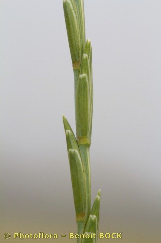 Elytrigia obtusiflora bark