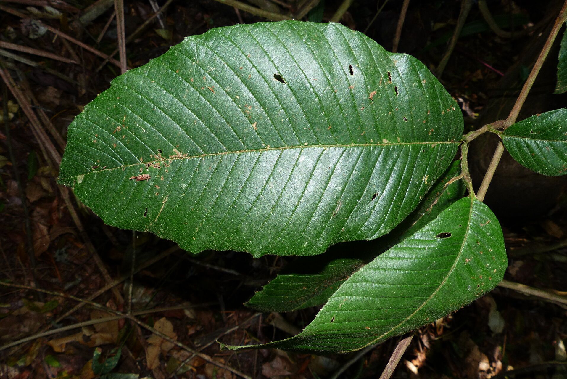 Tetracera portobellensis leaf