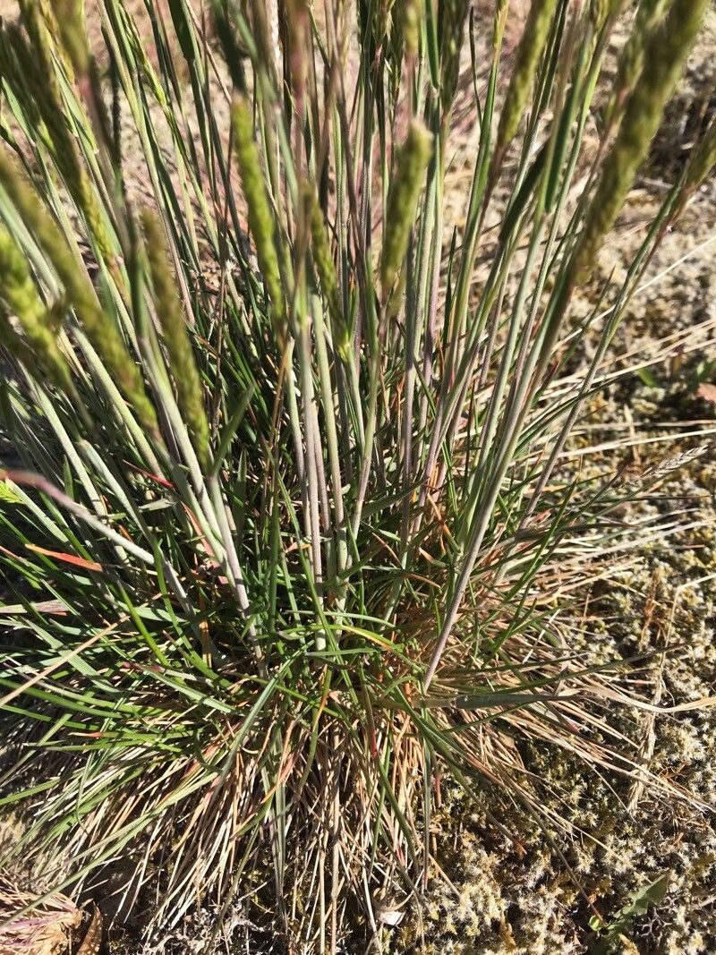 Koeleria albescens leaf