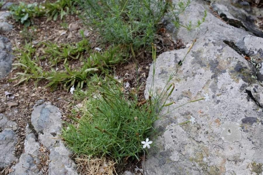 Dianthus petraeus habit