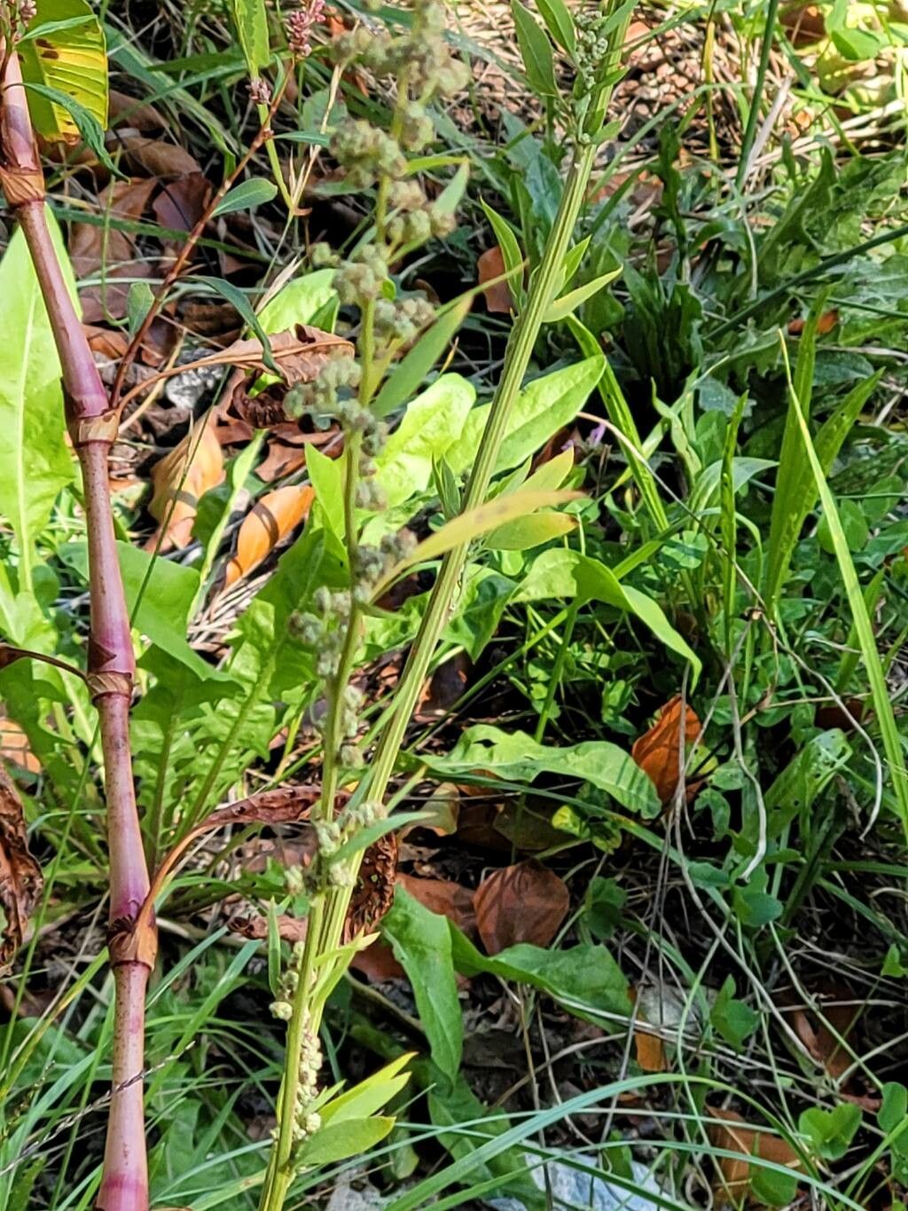 Chenopodium suecicum flower