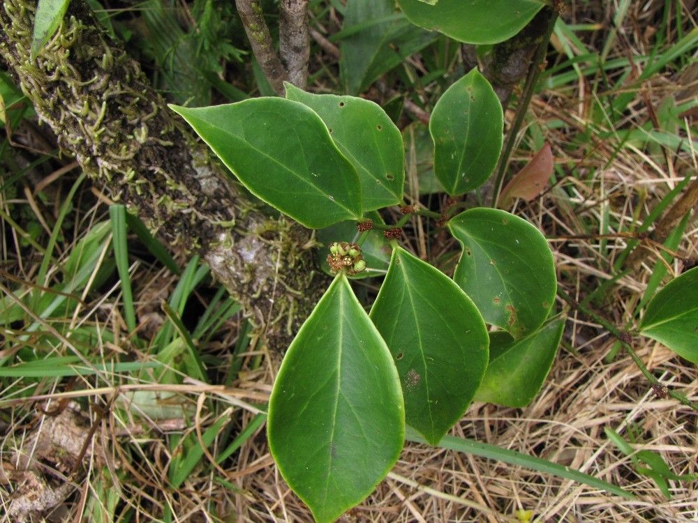 Phyllanthus mandjeliaensis habit