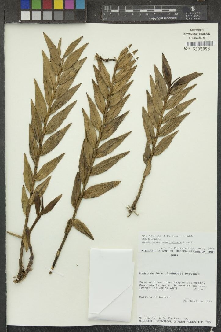 Epidendrum smaragdinum — search result for 'Epidendrum'