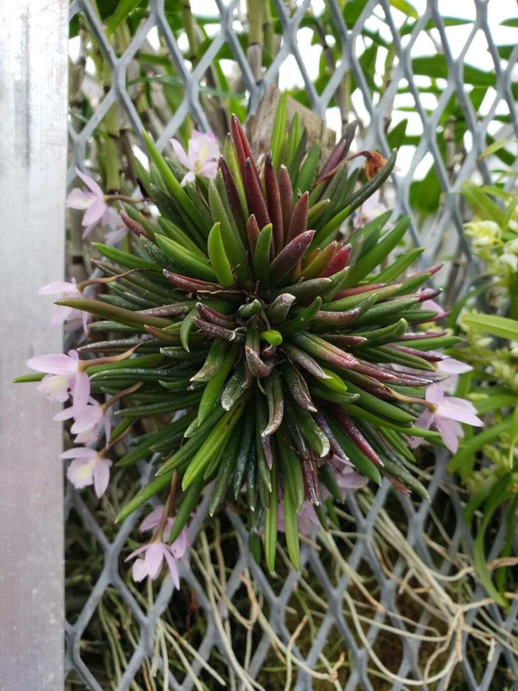 Leptotes harryphillipsii habit