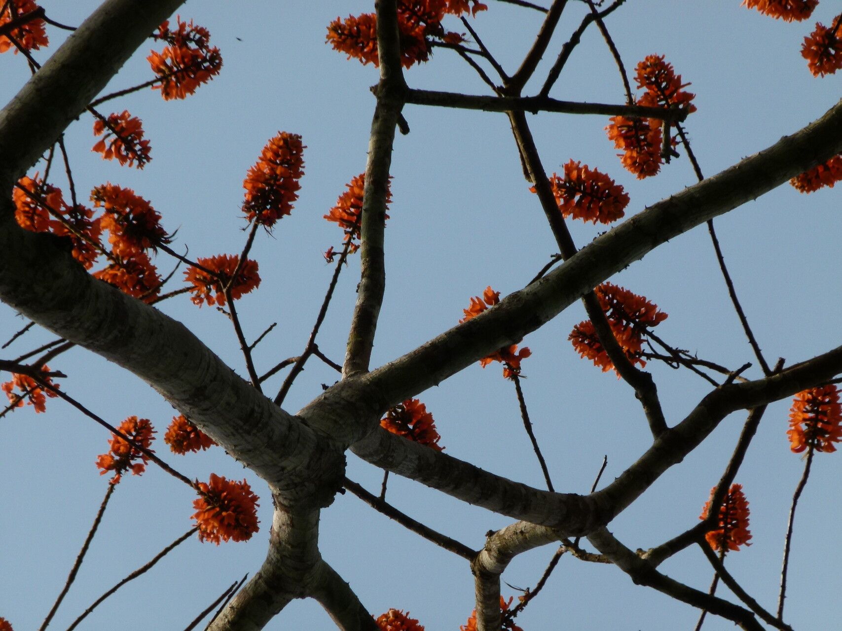 Erythrina wieringae flower