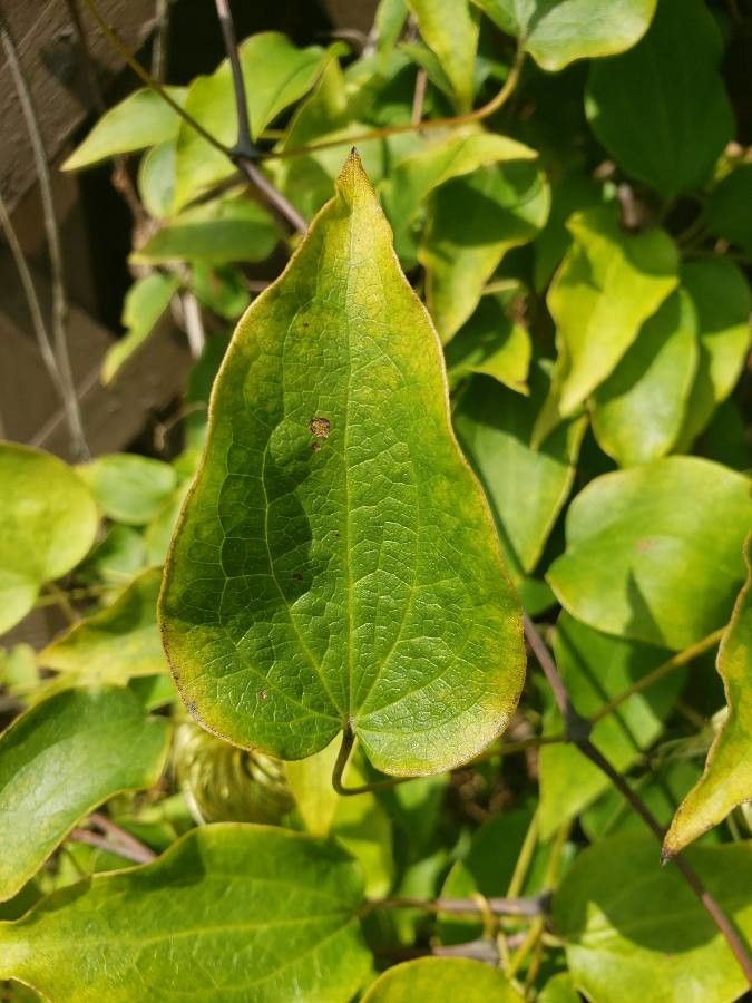 Clematis lasiantha — search result for 'Clematis'
