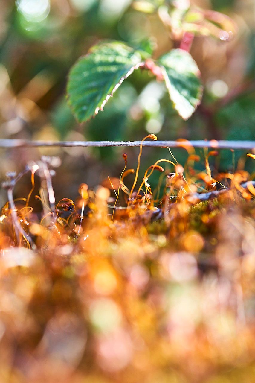 Cuscuta salina fruit
