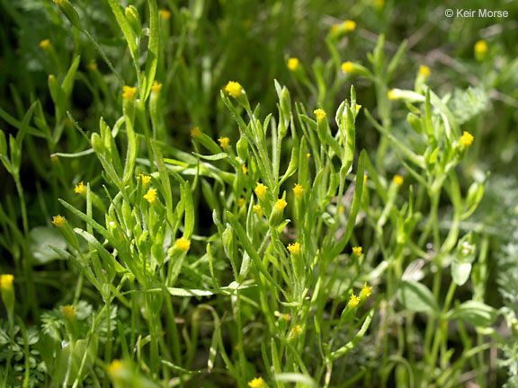 Lasthenia microglossa habit