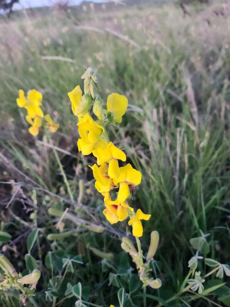 Crotalaria goodiiformis flower