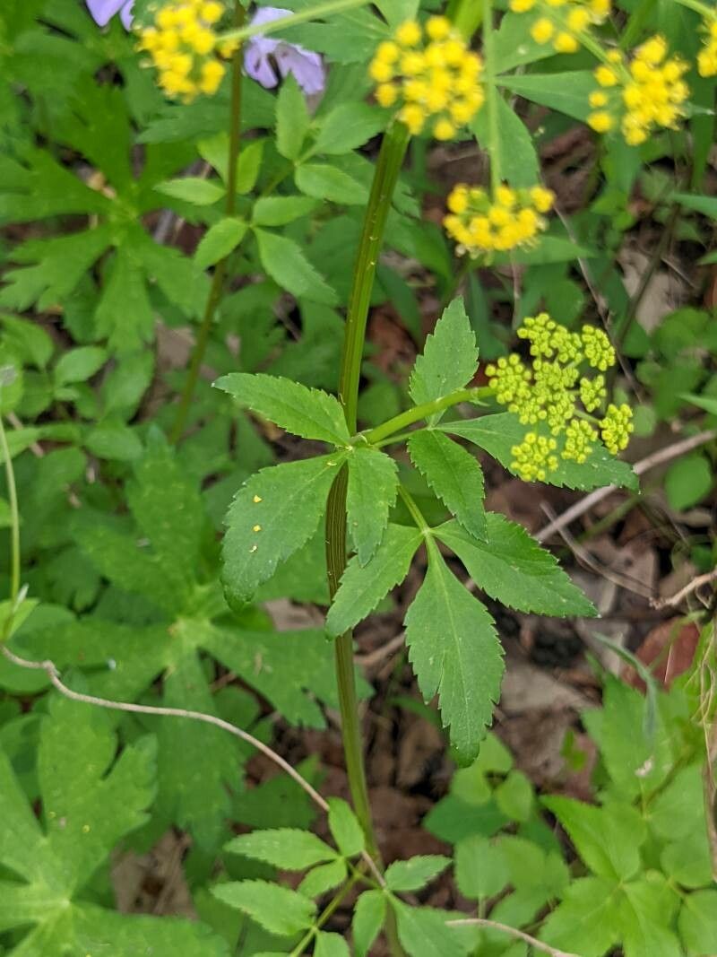 Zizia aurea — search result for 'Apiaceae'