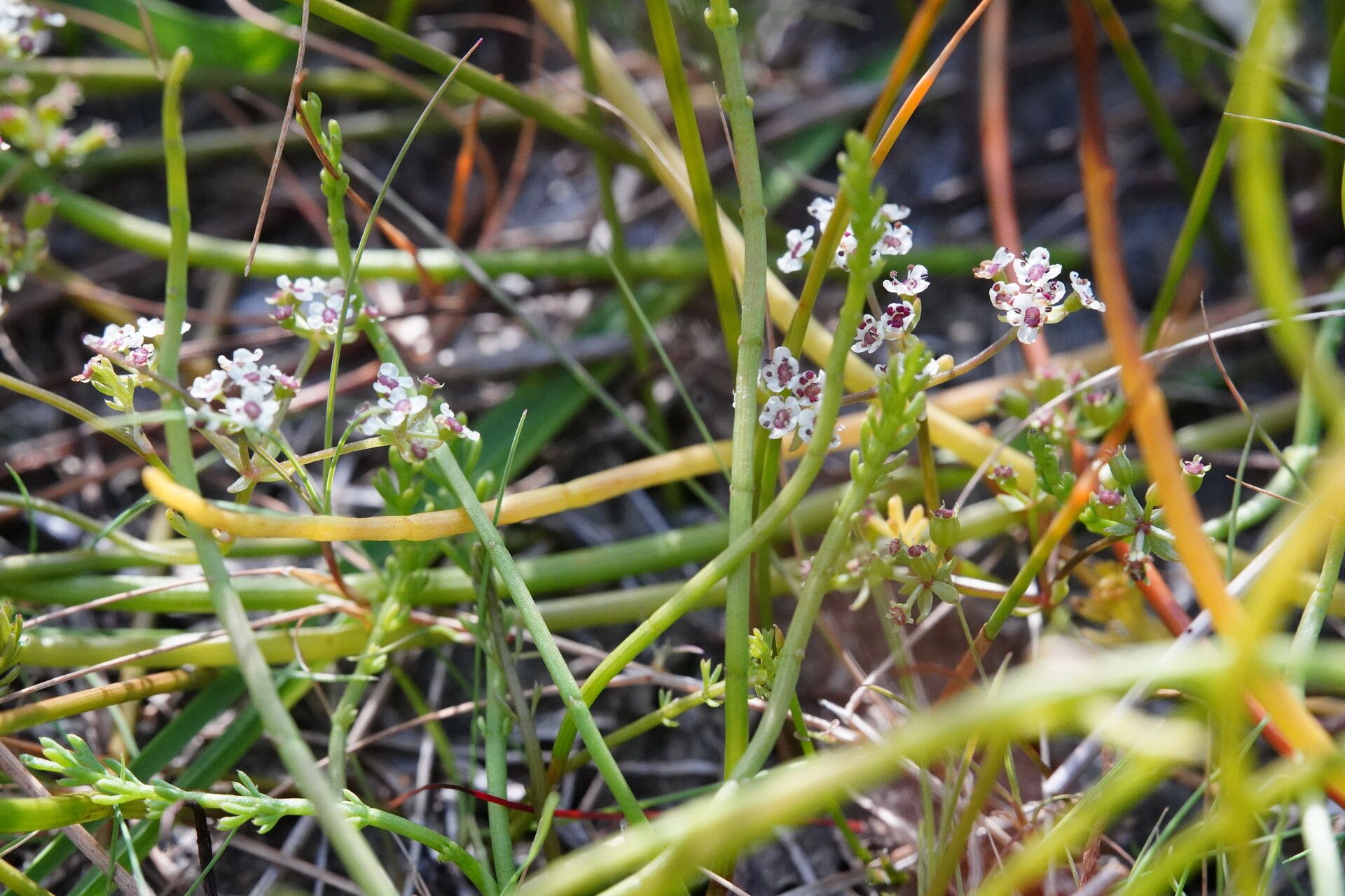 Caropsis verticillatoinundata — houseplant care guide