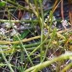 Caropsis verticillatoinundata