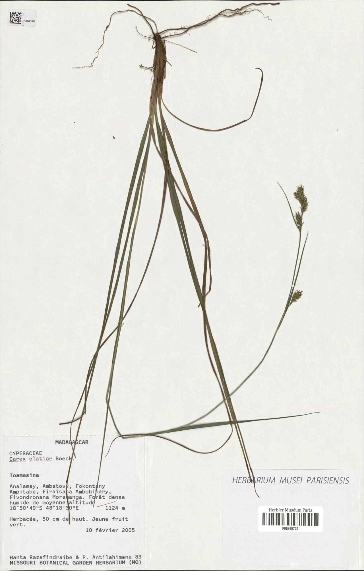 Carex elatior — houseplant care guide