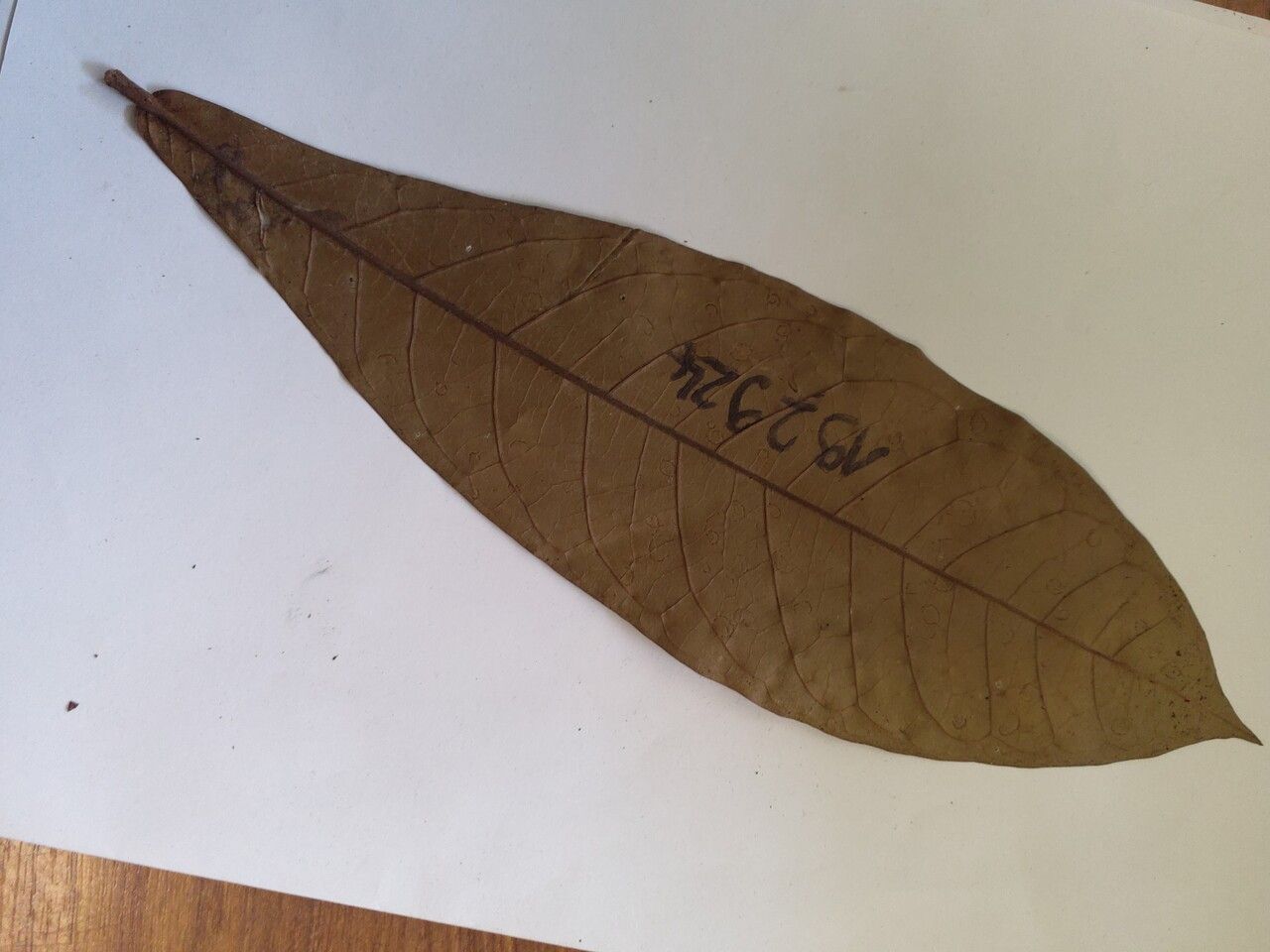 Aniba taubertiana — houseplant care guide