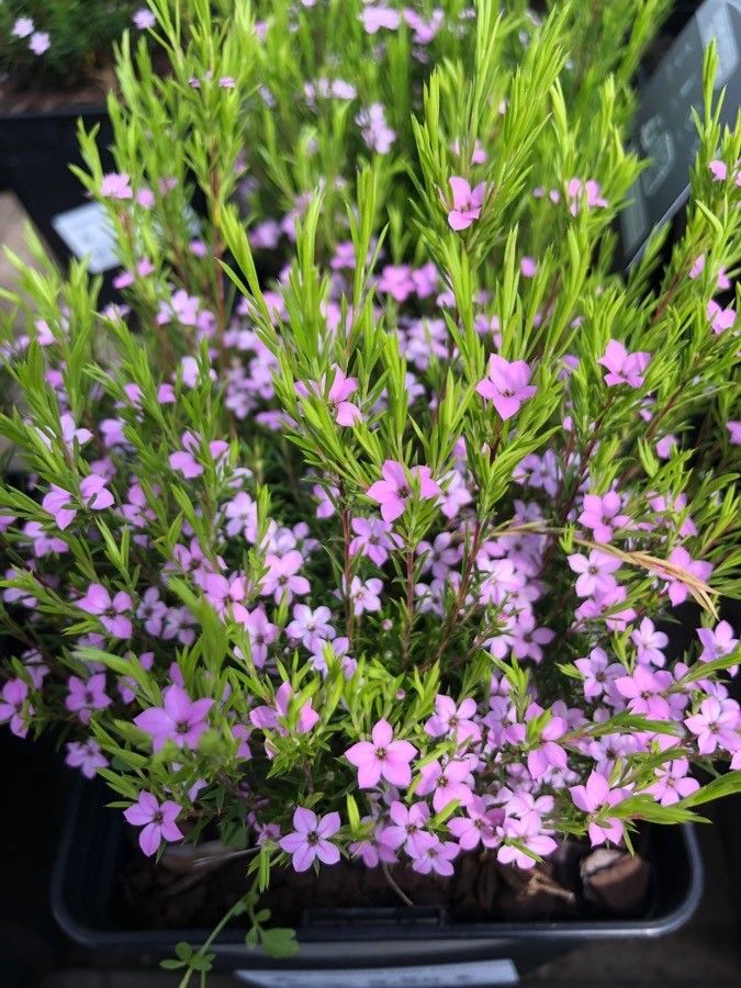 Diosma hirsuta flower