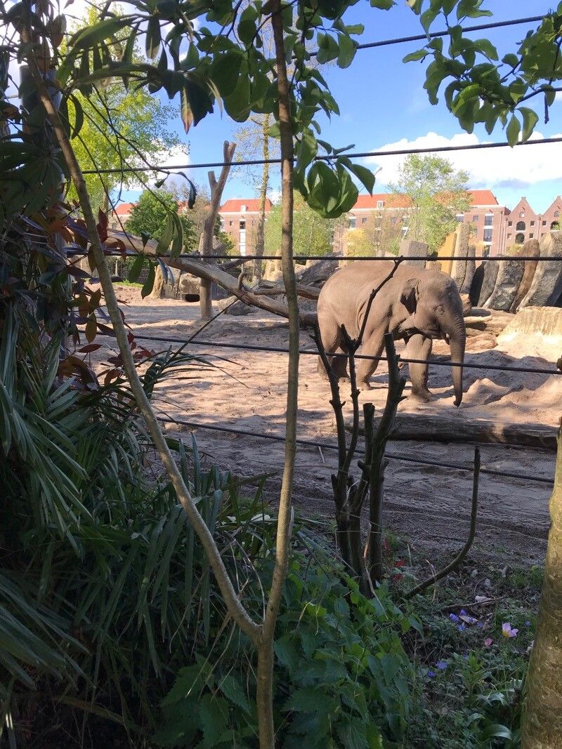 Heptapleurum taiwanianum bark
