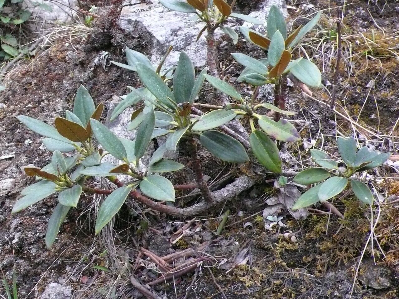 Rhododendron taliense habit