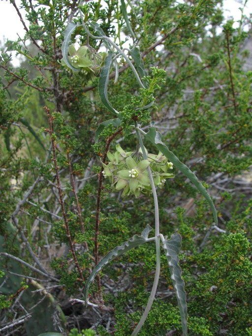 Funastrum crispum habit