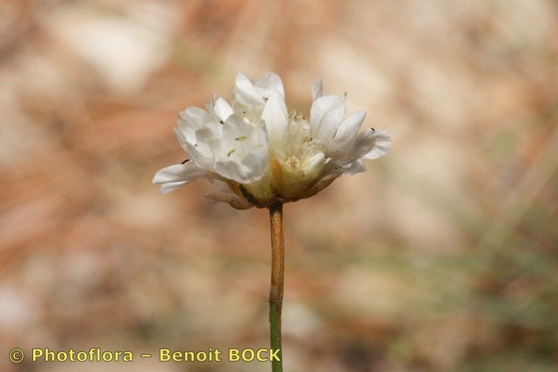 Armeria belgenciensis fruit