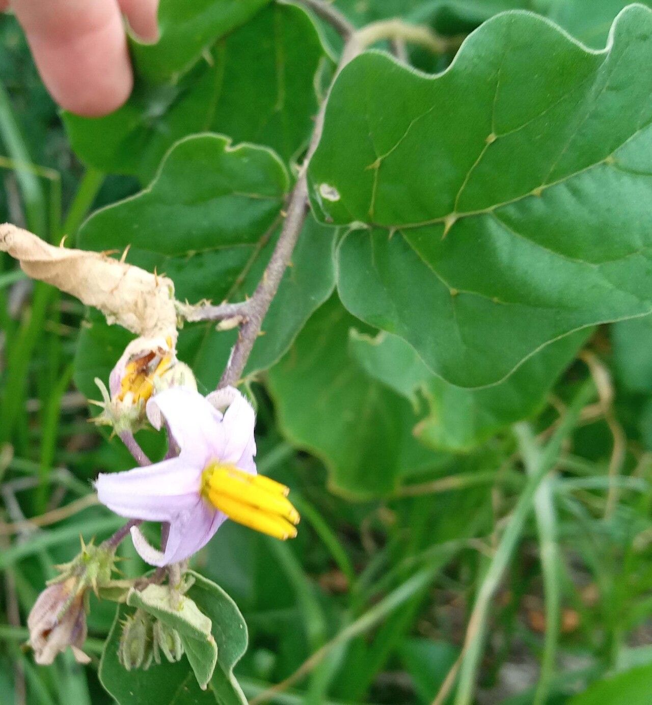 Solanum malindiense flower