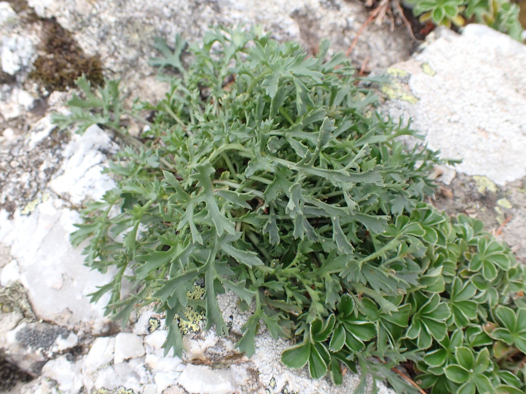 Eryngium dilatatum leaf