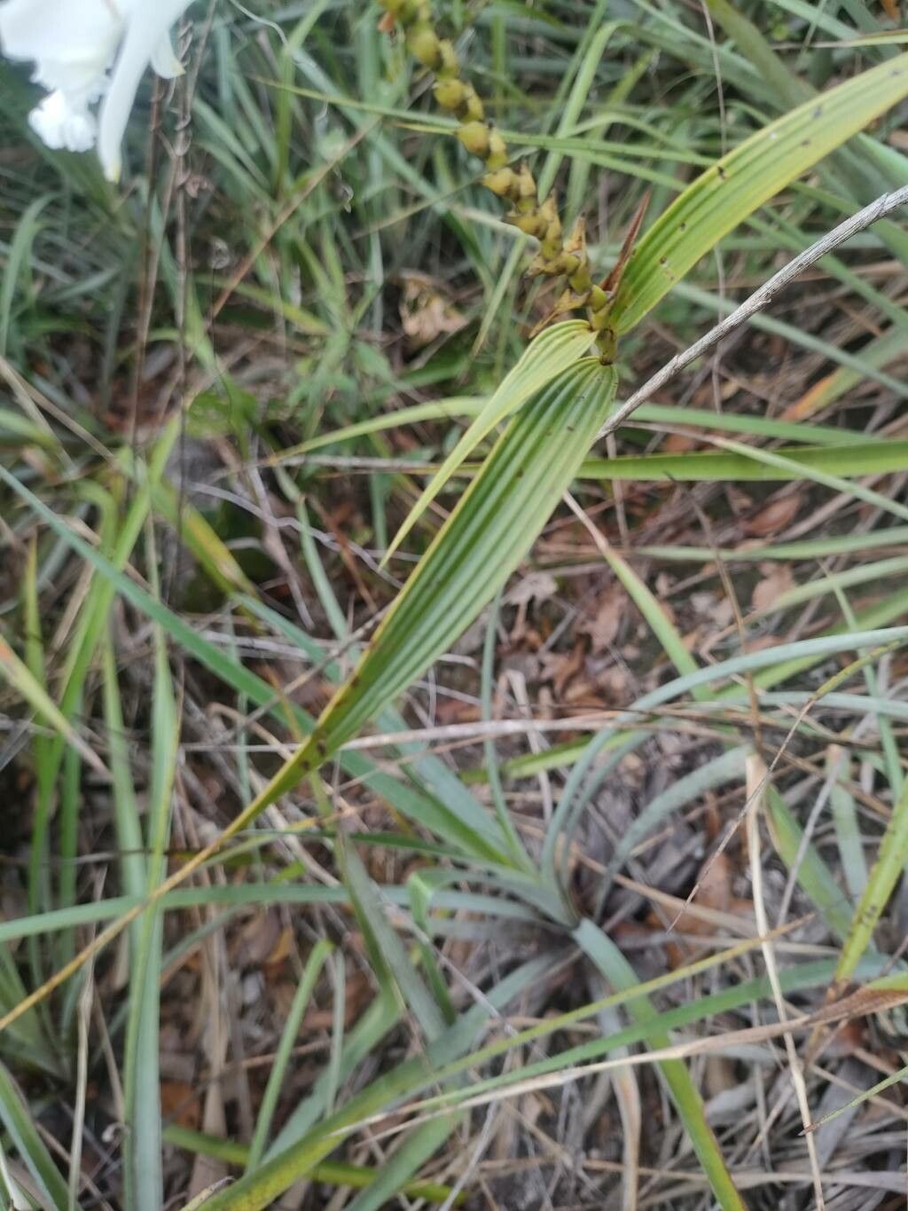 Sobralia granitica — houseplant care guide