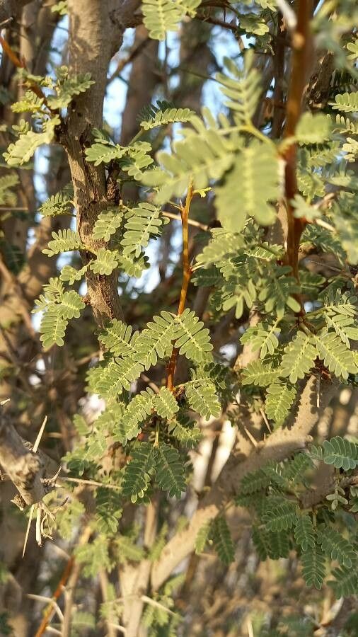 Acacia ehrenbergiana leaf