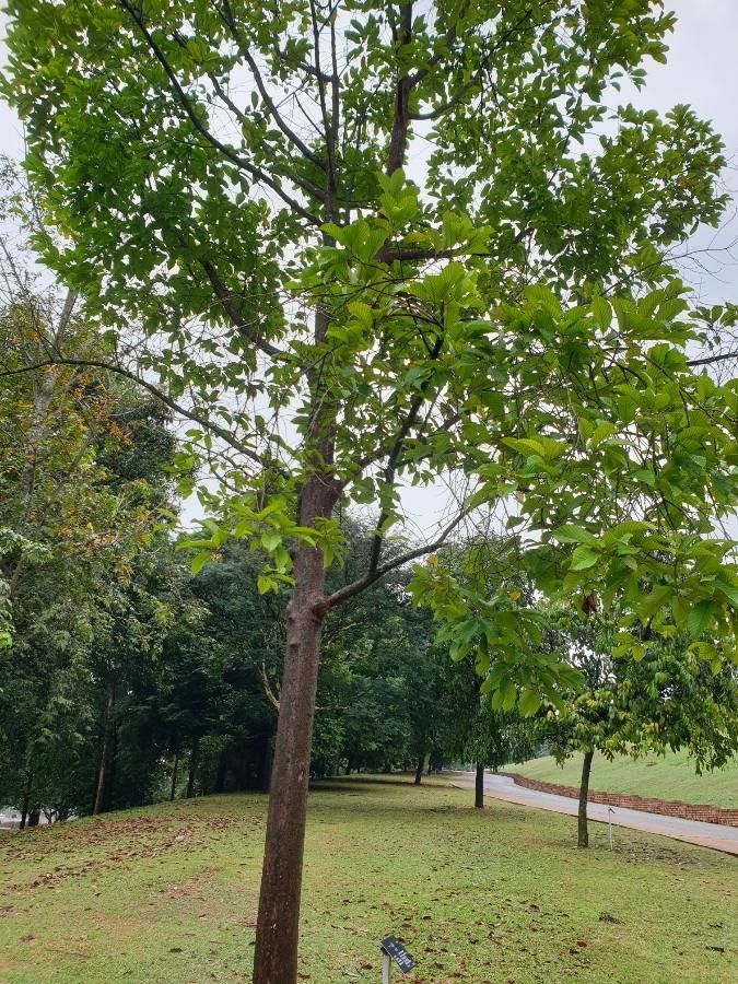 Dipterocarpus sublamellatus habit