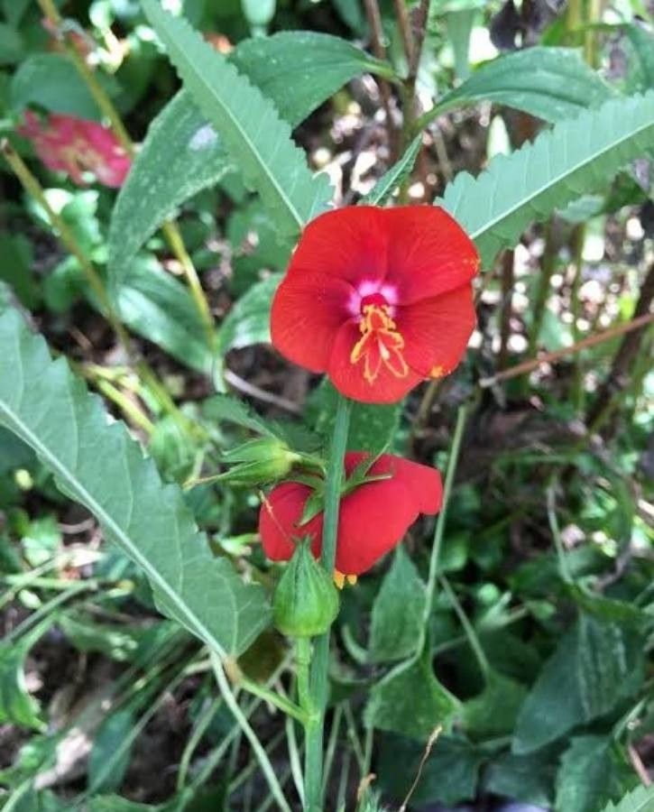 Pentapetes phoenicea flower