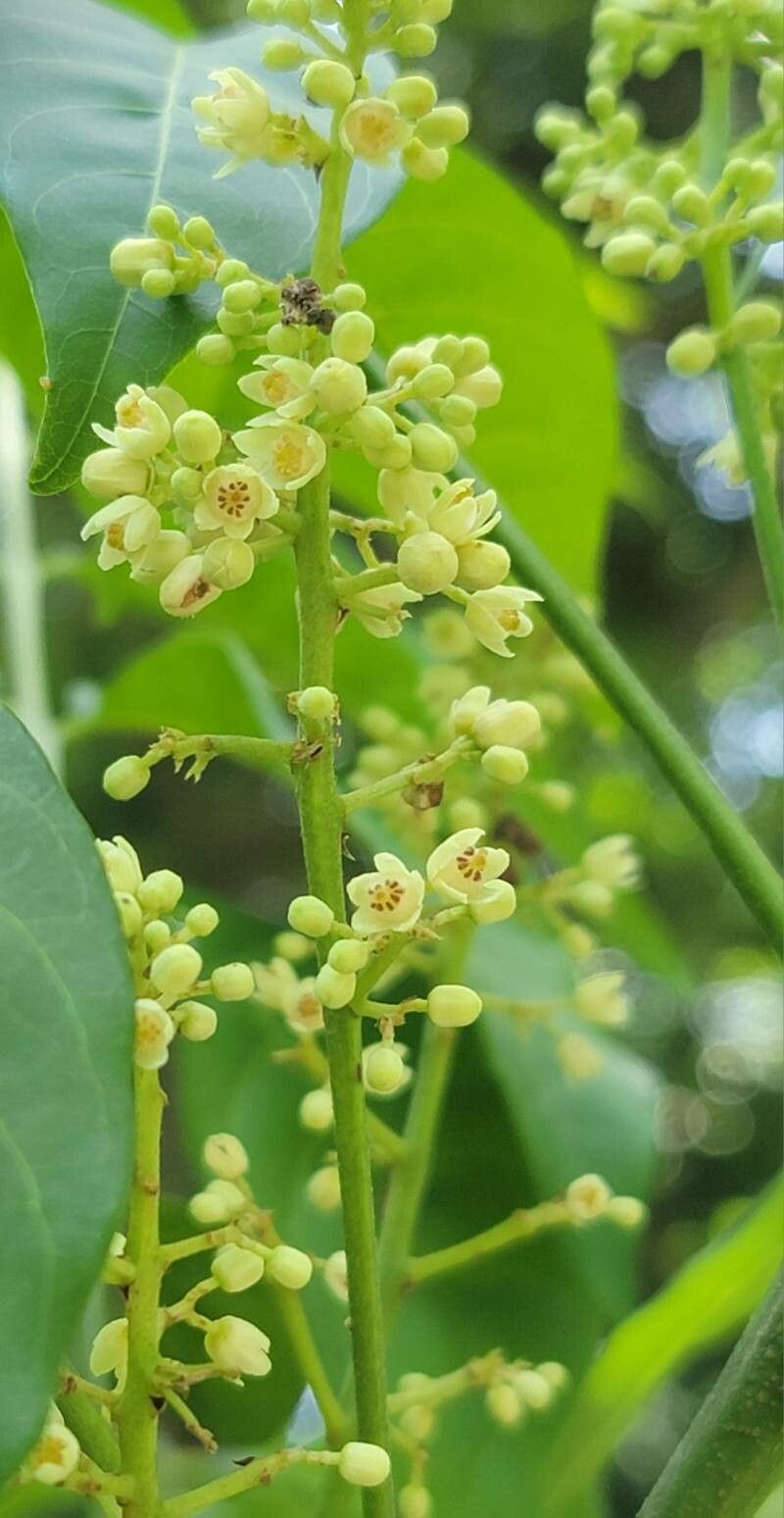 Trichilia hirta flower