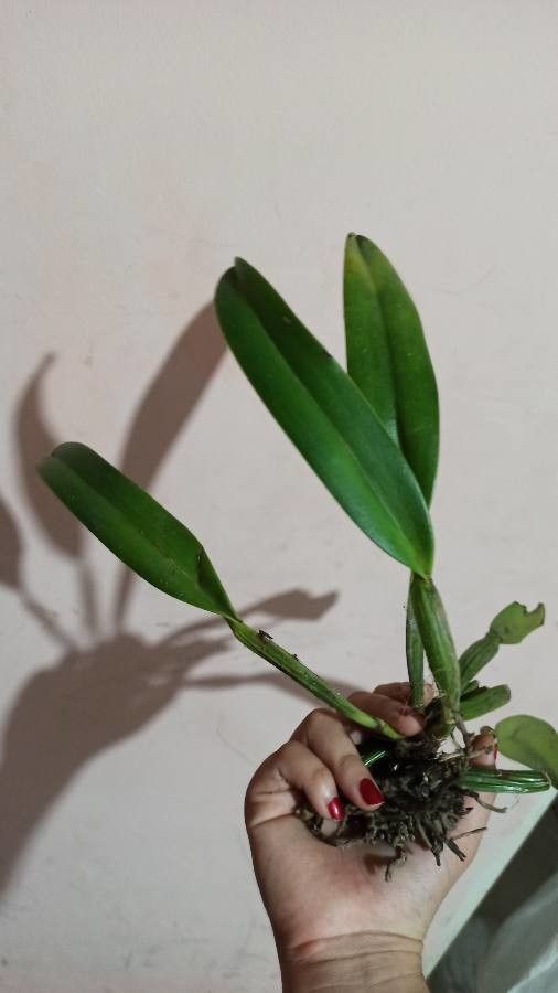 Laelia rubescens leaf