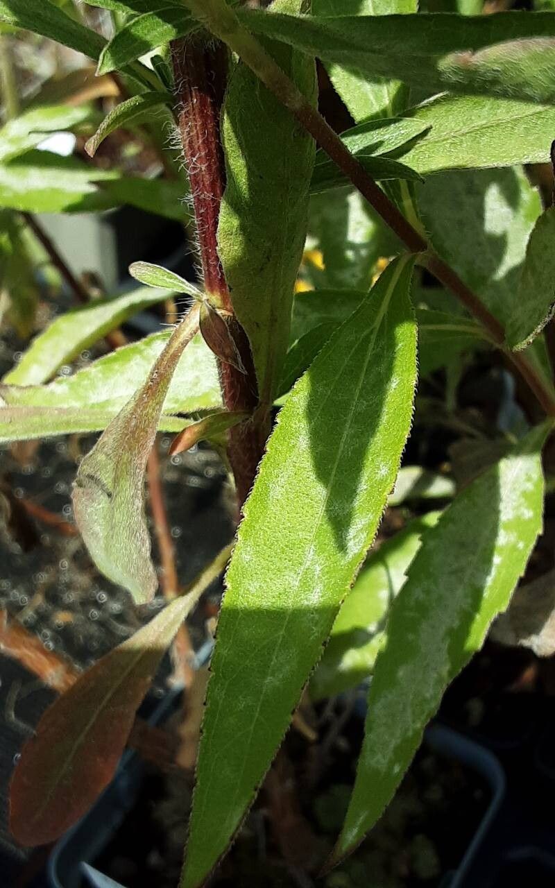 Helianthus microcephalus — houseplant care guide