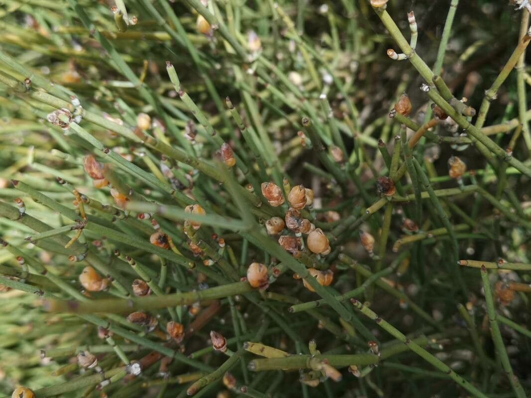 Ephedra major fruit