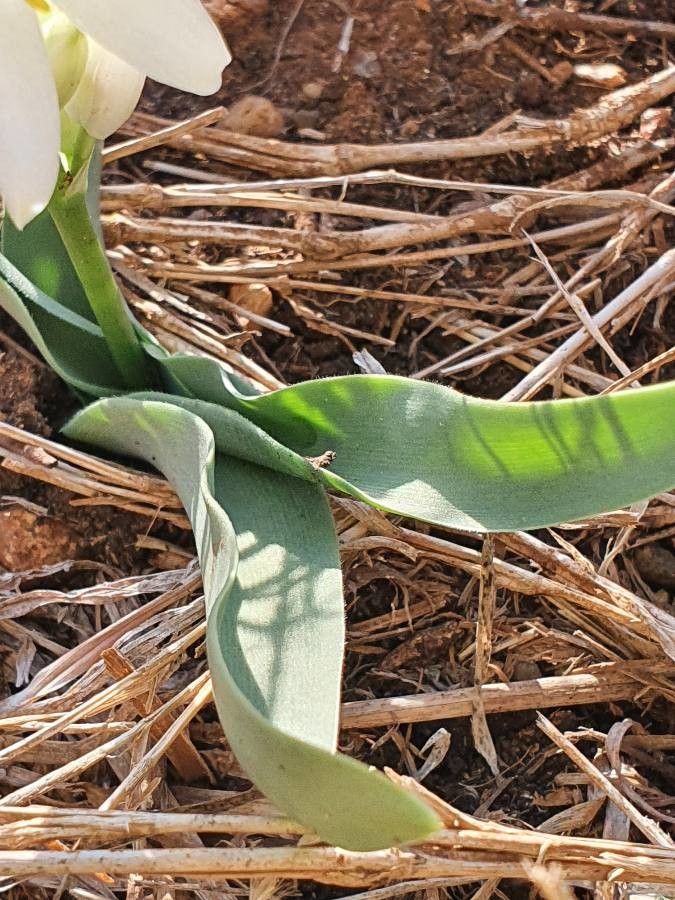 Chlorophytum tuberosum — search result for 'Chlorophytum'