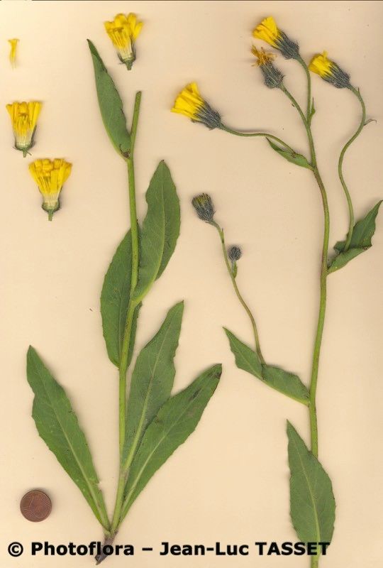 Hieracium chloropsis habit