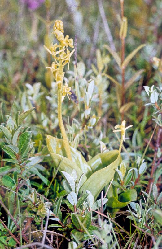 Liparis loeselii flower