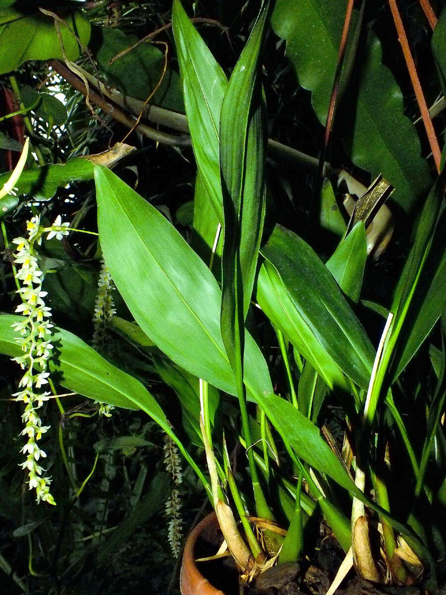 Coelogyne cobbiana leaf