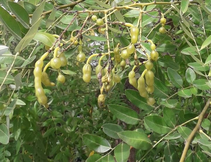 Sophora japonica fruit