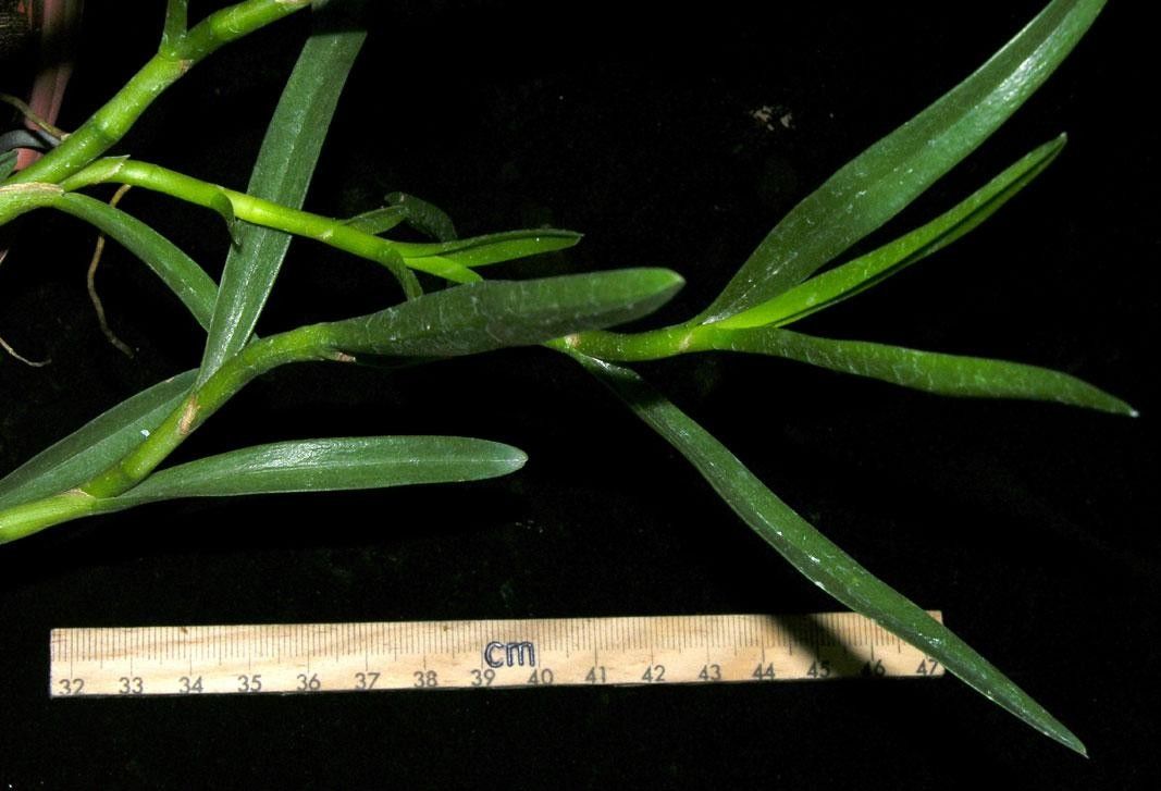 Maxillaria nicaraguensis bark