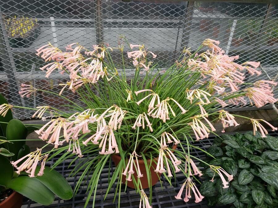 Cyrtanthus sanguineus habit