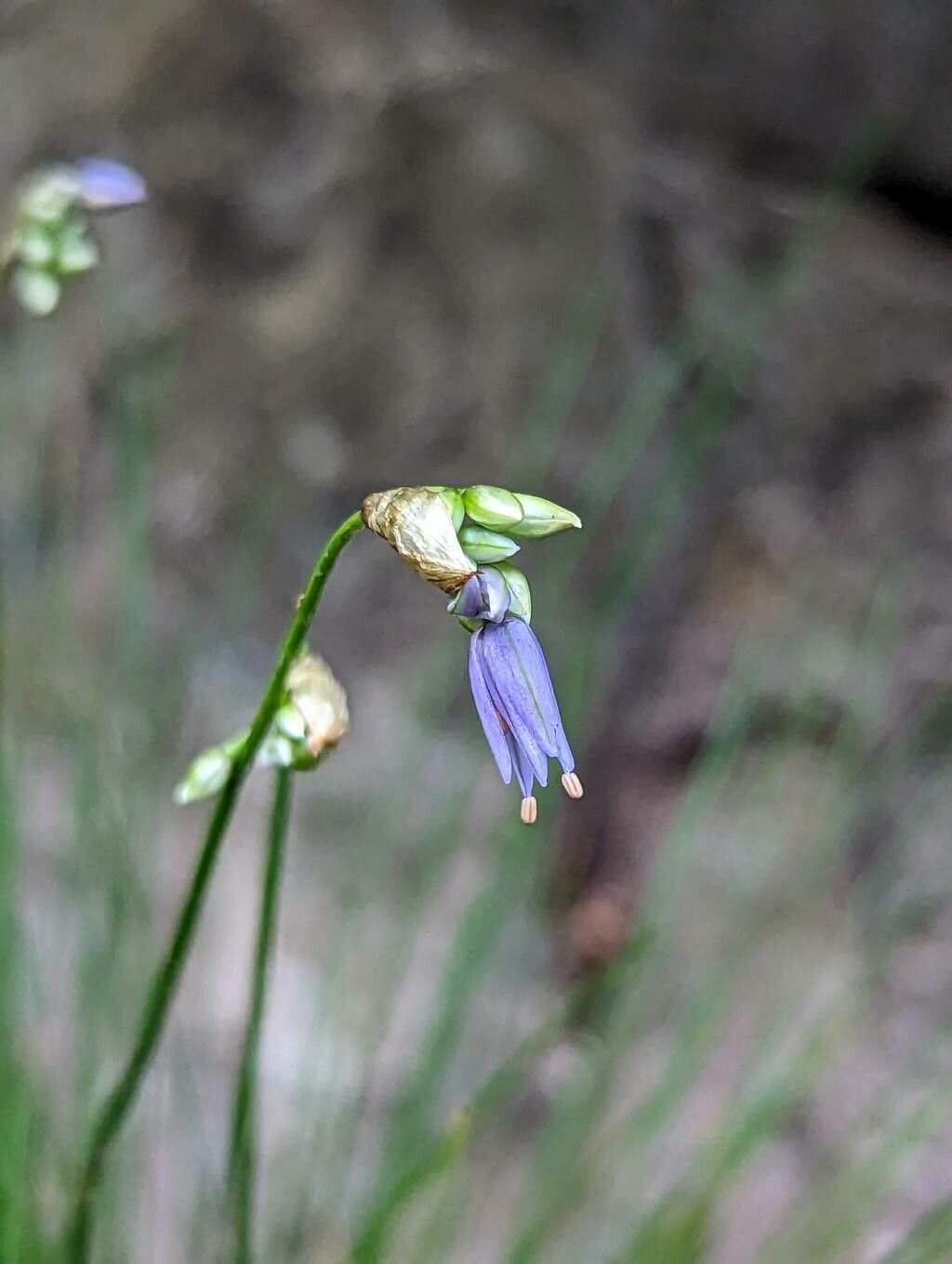 Allium cyaneum flower