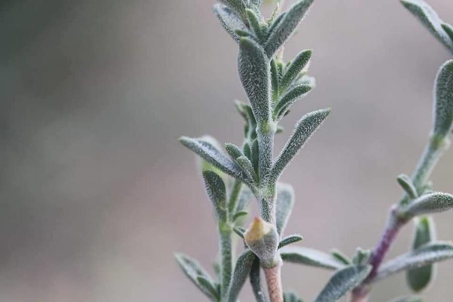 Silene thymifolia — houseplant care guide