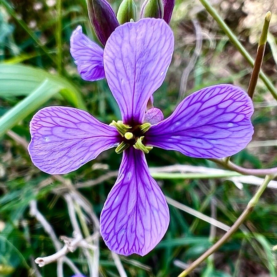 Moricandia arvensis flower