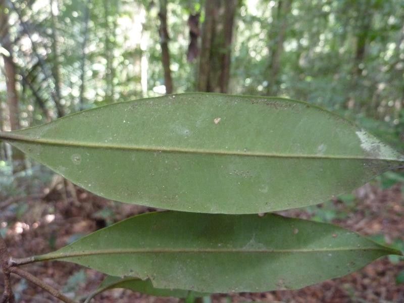 Pouteria egregia leaf
