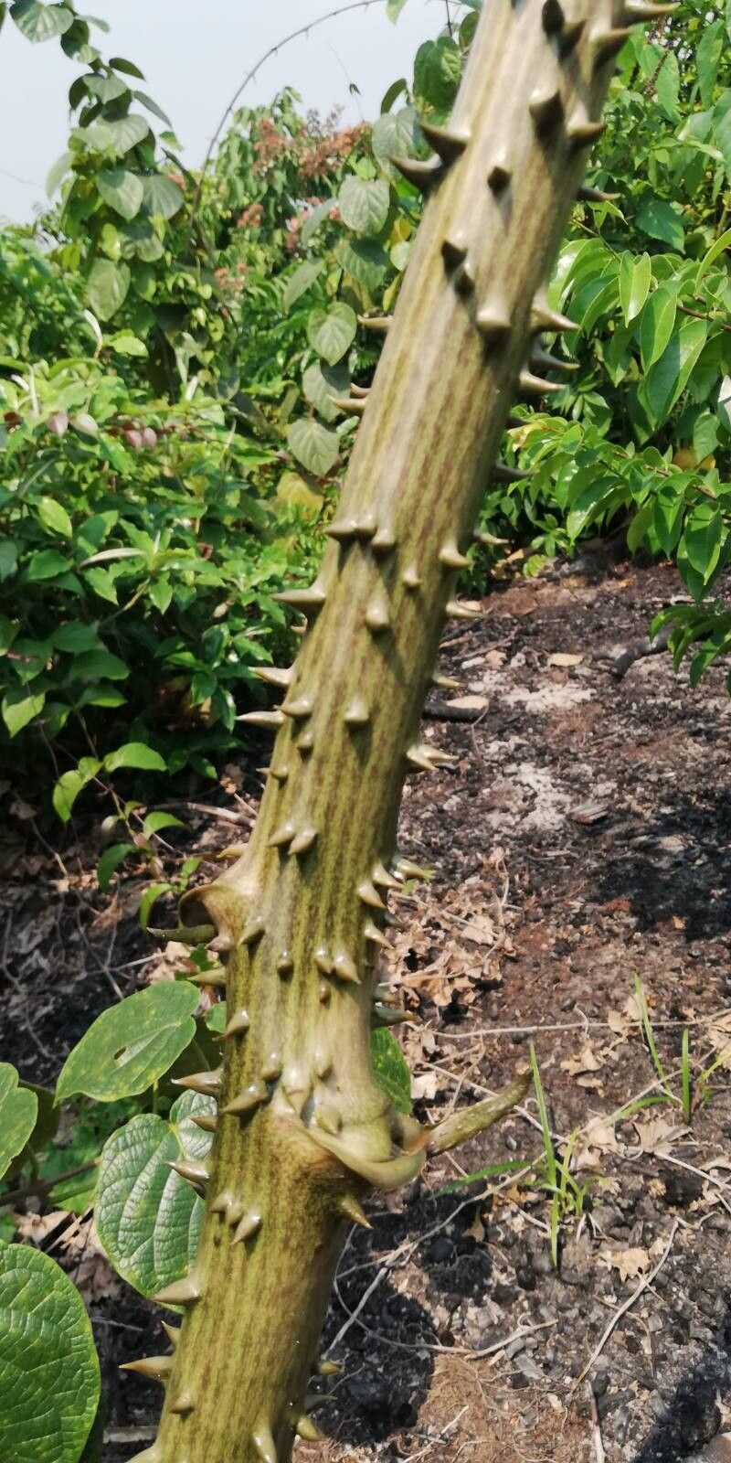 Dioscorea mangenotiana — houseplant care guide