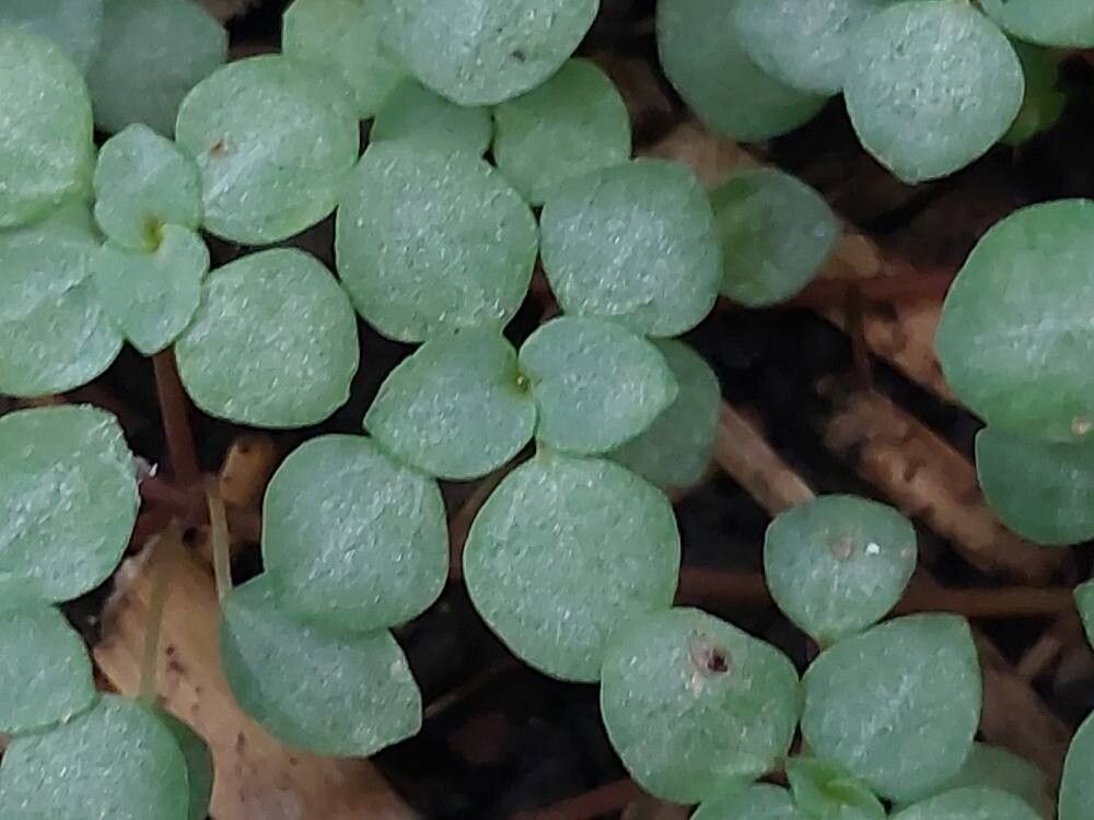 Pilea libanensis leaf