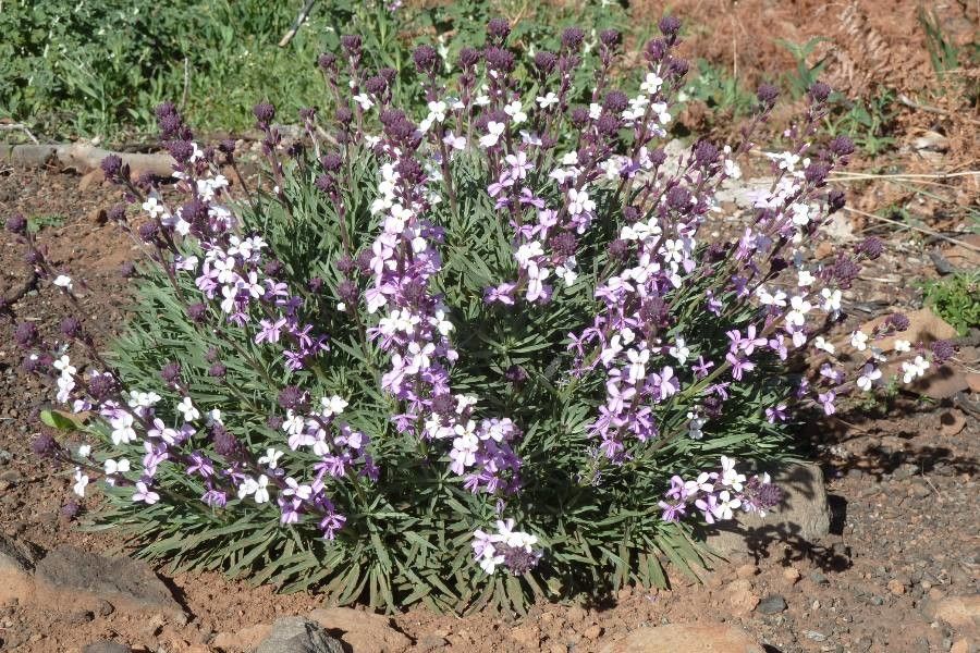 Erysimum albescens habit