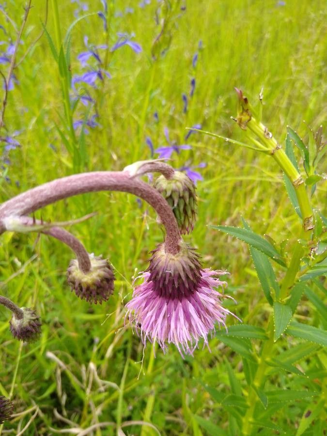 Cirsium japonicum flower