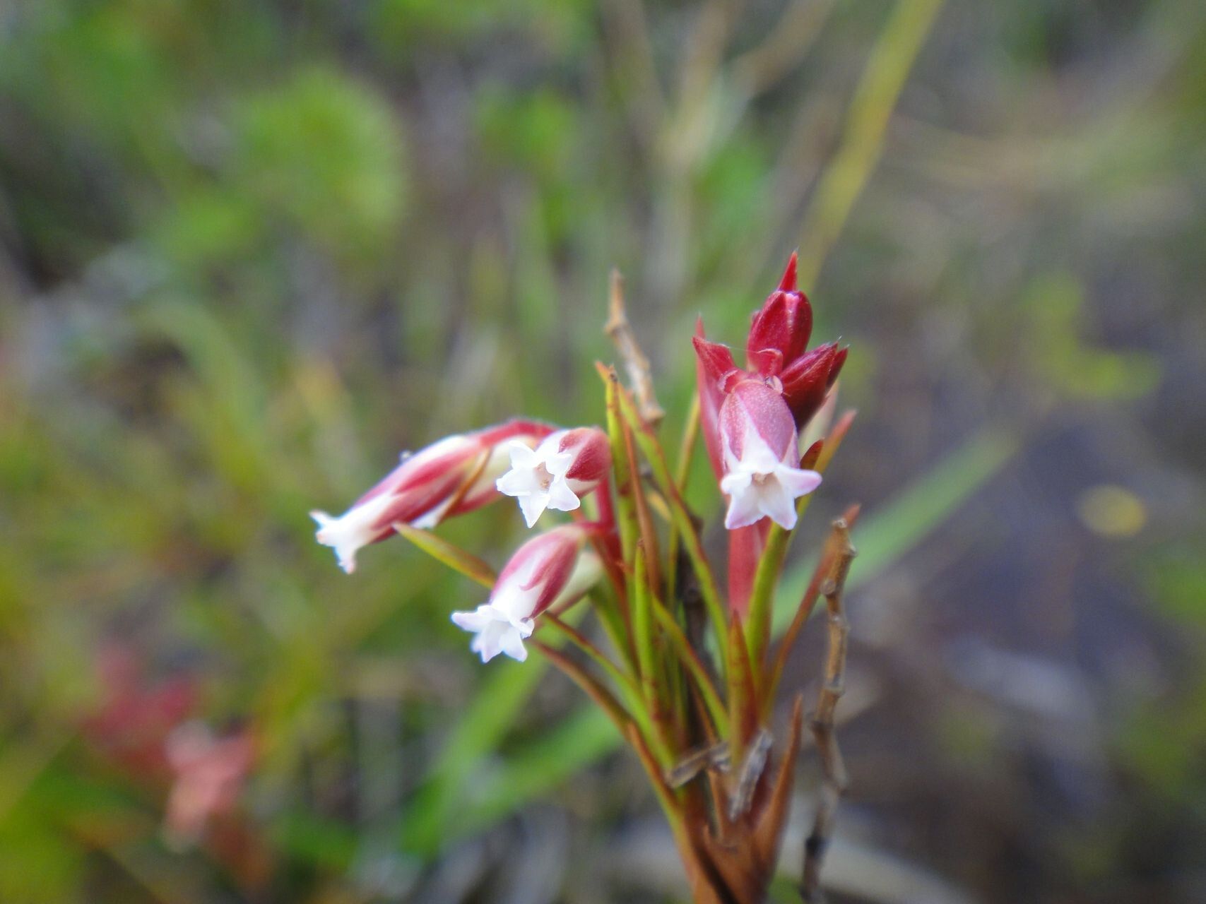 Dracophyllum cosmelioides — related species from the same genus