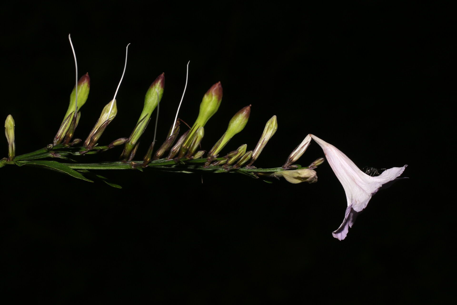 Ruellia stemonacanthoides flower